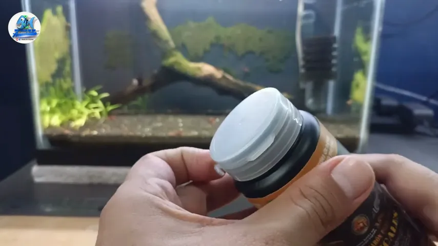 Ultra Fresh — partida en directo